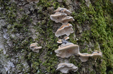 Zonen Tramete (Trametes multicolor) - © Bernard Wieser